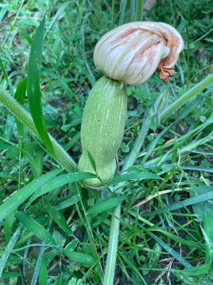 豐收季來襲！新華農(nóng)場喜迎豐收季~