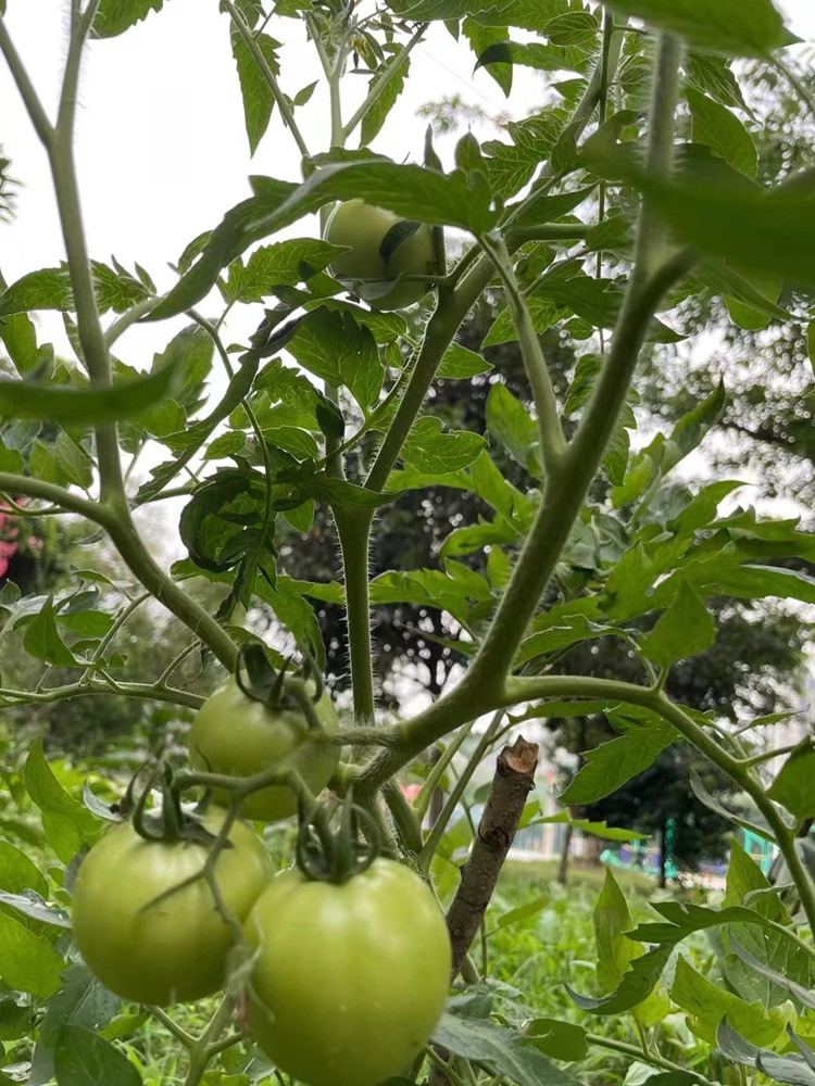 豐收季來襲！新華農(nóng)場喜迎豐收季~